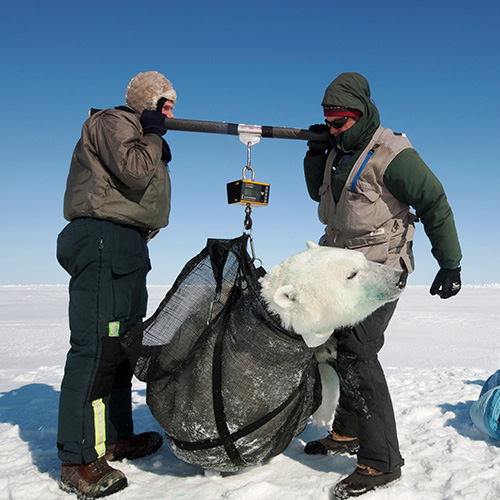 Two men weigh a polar bear